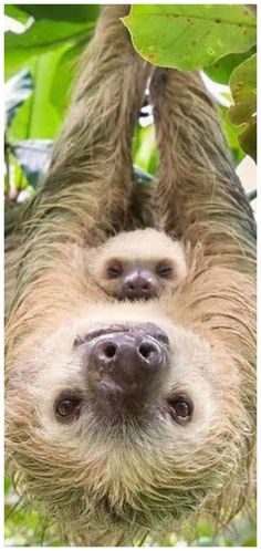 two - toed sloth hanging upside down in a tree