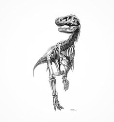 a black and white drawing of a dinosaur skeleton