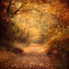 an image of a path in the woods with leaves all over it's sides