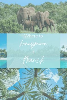 there are three elephants standing in the grass and palm trees with words where to honeymoon in march