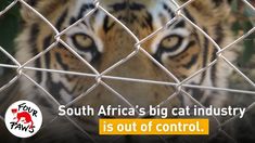 Big Cat Species, Cat Species, Big Cat, Big Cats, South Africa, Fuel