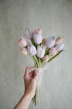 a hand holding a bouquet of tulips in front of a white wallpaper