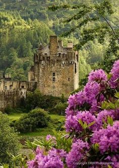 an old castle surrounded by purple flowers in the foreground and mountains in the background