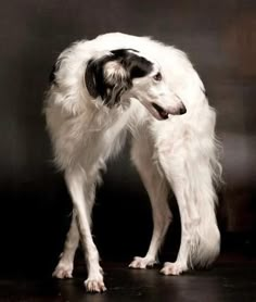 a white and black dog standing on top of a wooden floor next to a wall