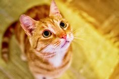 an orange and white cat looking up at the camera