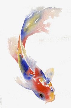 a watercolor painting of a koi fish