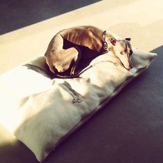 a small dog laying on top of a pillow