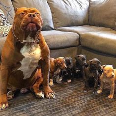 a group of dogs sitting on the floor in front of a couch