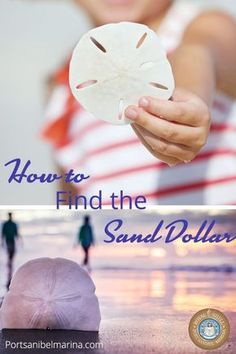 there are two pictures that show how to find the sand dollar