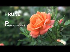 an orange rose with the words prune on it