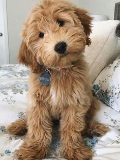 a small brown dog sitting on top of a bed