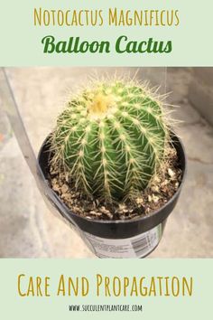 a cactus in a pot with the caption care and propagation below it