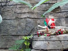 a statue of santa claus is sitting on top of a crocodile in front of a rock wall