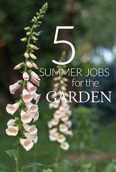 some white flowers with the words 5 summer jobs for the garden