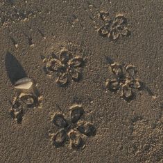 footprints in the sand with flowers on it and a bird's foot next to them