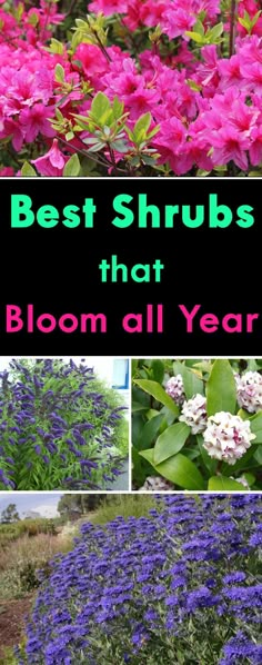 the best shrubs that bloom all year round