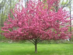 a pink tree in the middle of a grassy field