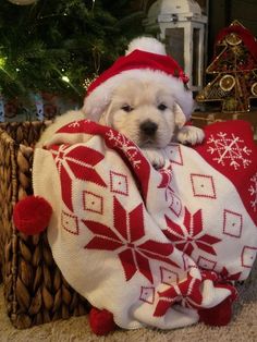 a white dog laying on top of a blanket next to a christmas tree