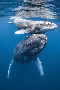 two humpbacks swimming in the ocean with their heads close to each other