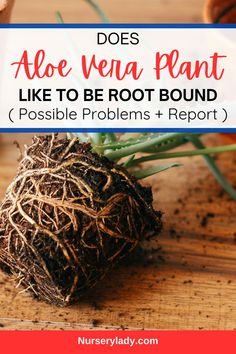 a plant with roots on it and the words does aloe vena plant like to be root bound possible problems report