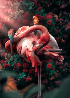 two flamingos standing next to each other in front of red flowers and butterfly's