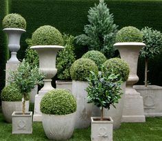 there are many potted plants in the grass outside on the lawn, and one is surrounded by two large white urns