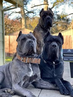 three dogs are sitting on the concrete outside