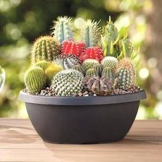 a potted cactus sits on a table with other cacti and succulents