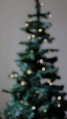 a cat is sitting in front of a christmas tree with lights on it's branches