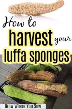 how to harvest your luffaa sponges