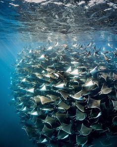 a large group of fish swimming in the ocean