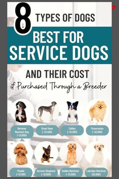 the 8 types of dogs that are best for service dogs and their cost is shown