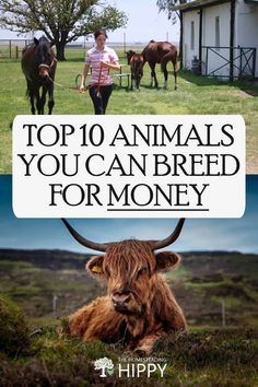 the top 10 animals you can breed for money is an oxen and it looks like he