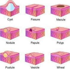 different types of tissue in the body and their corresponding tissues are labeled with names on them