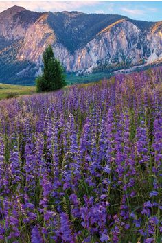 a field full of purple flowers with mountains in the background