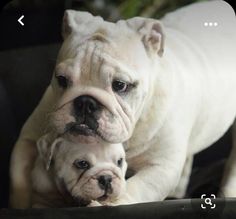 an adult and baby dog laying on top of each other