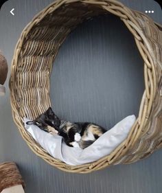 a cat curled up in a wicker bed