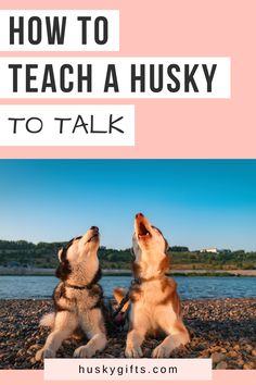 How to teach a husky to talk Husky Tips, Husky Talking, Siberian Husky Training, Husky Training, Husky Pet, Miniature Husky, Husky Breeds, German Shepherd Husky