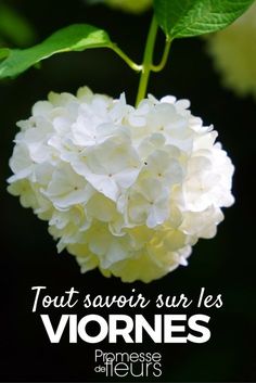 a white flower with the words tour savoir sur les vignes on it