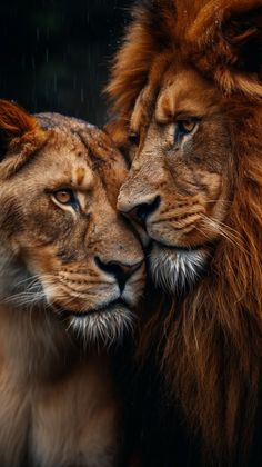 two lions standing next to each other in the rain