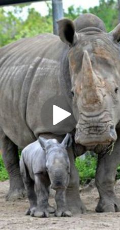 a baby rhino is standing next to an adult rhino