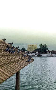 many birds are sitting on the roof of a building by the water's edge