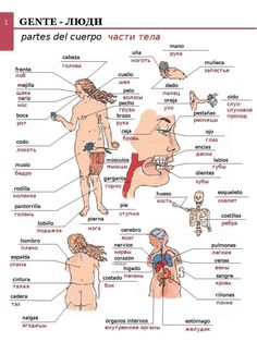 an image of the human body and its major parts in spanish, with labels on each side