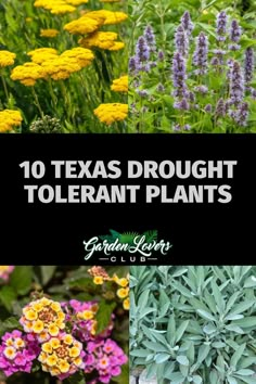 the top ten texas drought tolerant plants with text overlay that reads, 10 texas