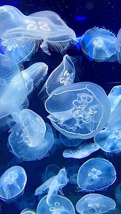 many jellyfish are swimming in the water