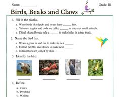 birds, beaks and claws worksheet for grade 3 students to practice reading