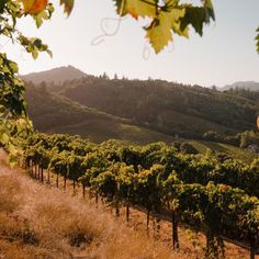 the sun shines on a vineyard with many rows of vines and mountains in the background