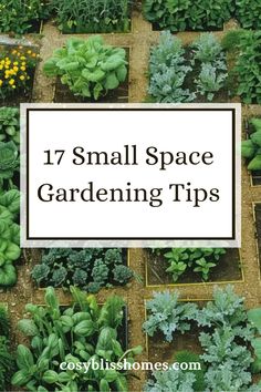 Image showcasing 17 small space gardening tips like vertical planting and container gardening for maximum harvests. This pin visually presents small space garden ideas that promise big yields.