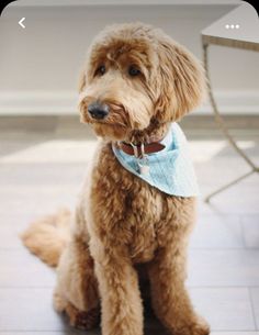 a brown dog with a blue bandana sitting on top of a wooden floor next to a table