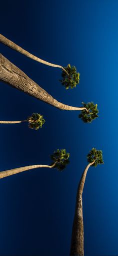 three tall palm trees against a blue sky